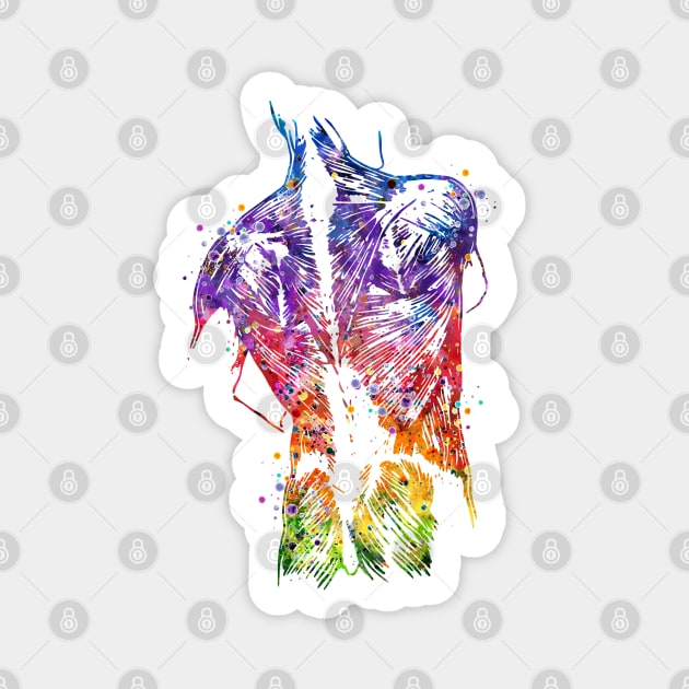 Human Back Muscles Colorful Watercolor Sticker by LotusGifts